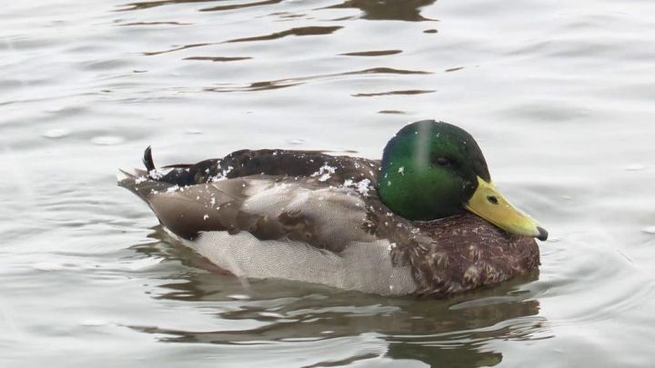 Татарстан Гидрометеорология үзәге якын көннәрдә кар явармы-юкмы икәнен сөйләде