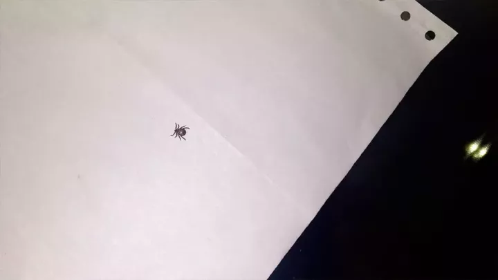 Түбән Камада 533 кеше талпан кадалганнан соң хастаханәгә мөрәҗәгать иткән