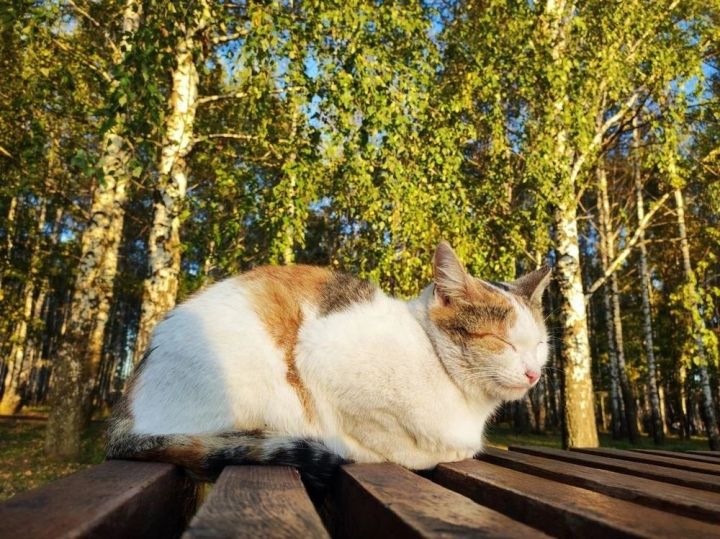 Синоптик октябрь башында Татарстанда әбиләр чуагы булачагын әйтте