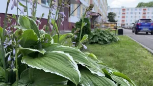 Киләсе атнада циклон Татарстанга янәдән яшенле яңгыр алып килә