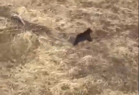 Рөстәм Миңнеханов кыр эшләренең барышын тикшергәндә аюны очрата — видео