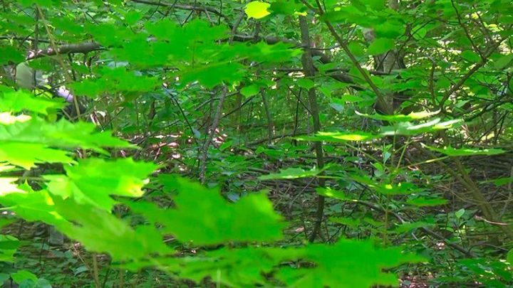 Түбән Кама районында 450дән артык кеше талпан кадалудан зыян күргән