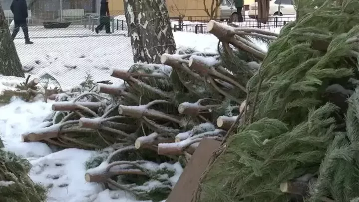 Татарстан лесхозларында чыршыларны берәмләп сату бәясе билгеле булды