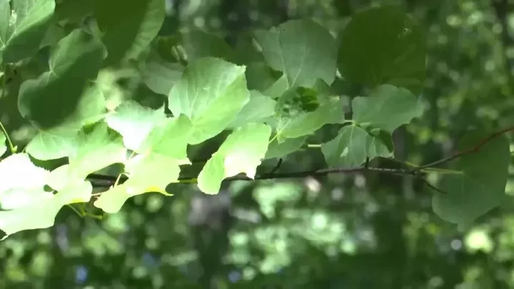 Татарстан урманнары өчен 12 тонна орлык җыелган