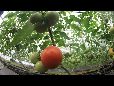 Июнь аена бакча эшләре