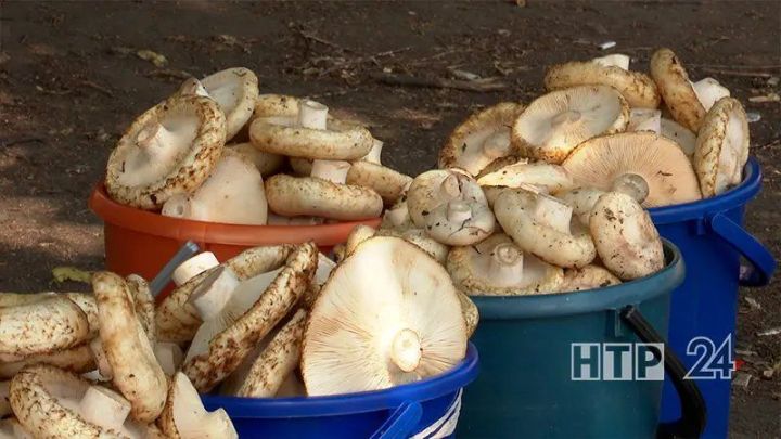 Миколог: Бер генә ысул да ашарга яраклы гөмбәне агулысыннан аерырга мөмкинлек бирми