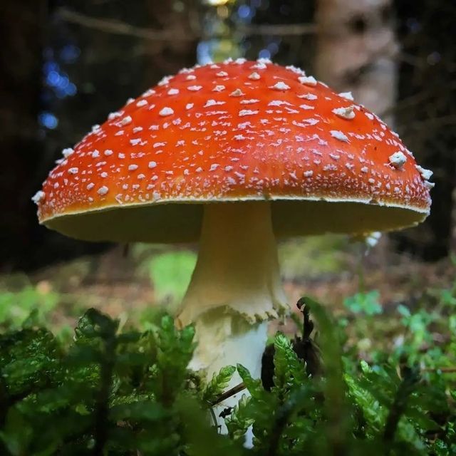 Кызыл китапка кергән гөмбәләрне җыйган өчен бер миллион сумга кадәр штраф яный