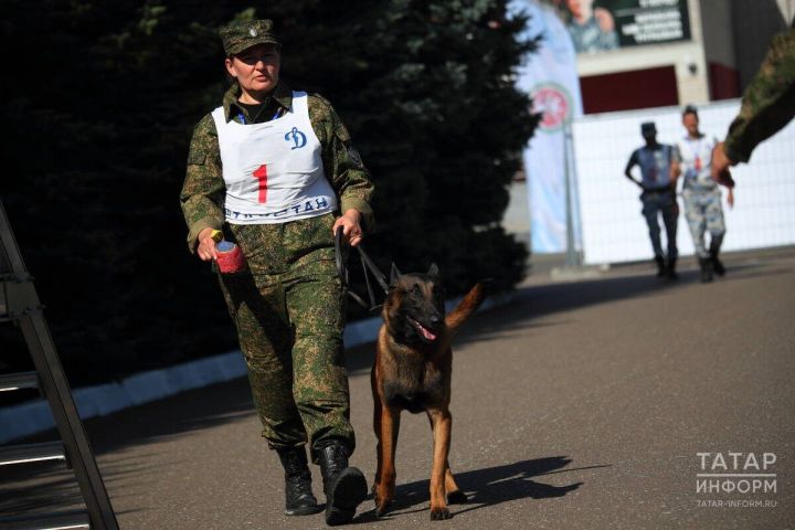 Дума депутаты куркыныч токымлы этләрнең хуҗалары өчен лицензия кертергә тәкъдим итте