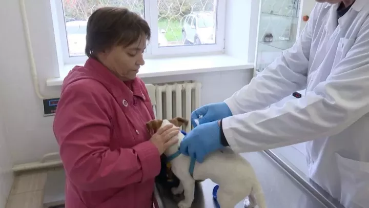 Түбән Камада этләрне кайда, ничек һәм ничә сумга чиплаштырырга мөмкин